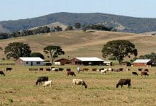 Paisagem de The Ranchers mostrando uma fazenda detalhada, plantações, animais e uma área selvagem ao fundo