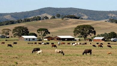 Paisagem de The Ranchers mostrando uma fazenda detalhada, plantações, animais e uma área selvagem ao fundo